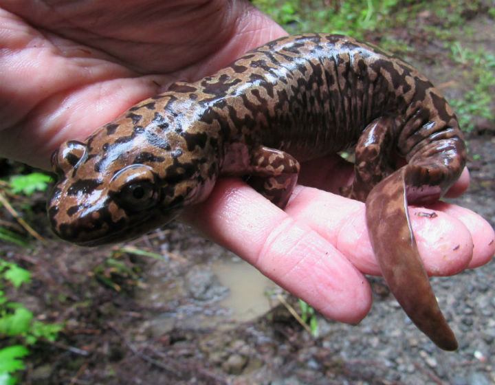 California Giant Salamander